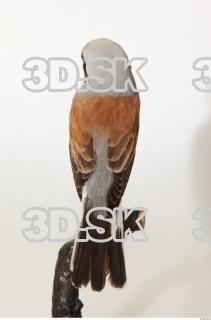 Red-backed Shrike - Lanius Collurio 0004